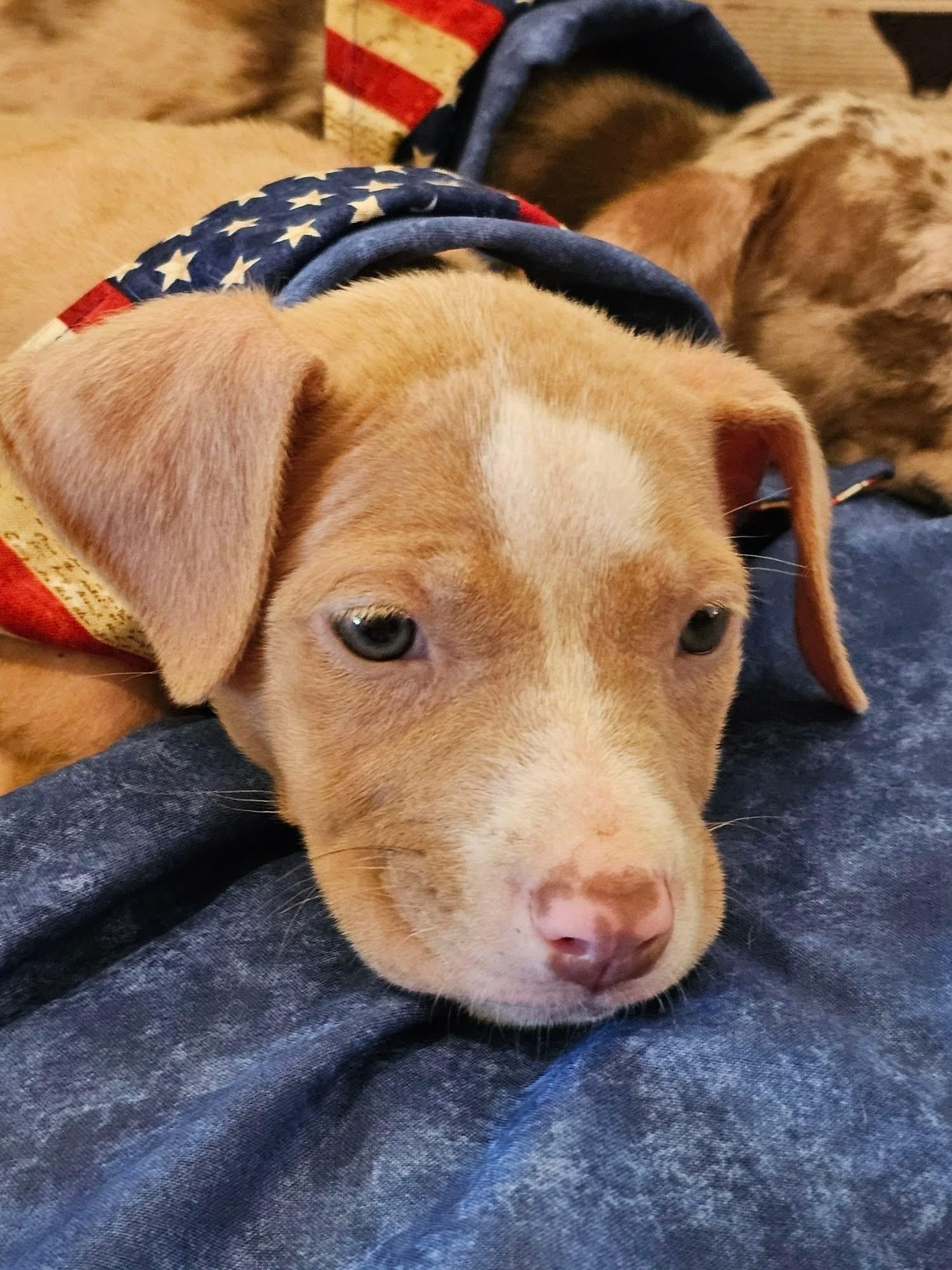 Piper photo 3