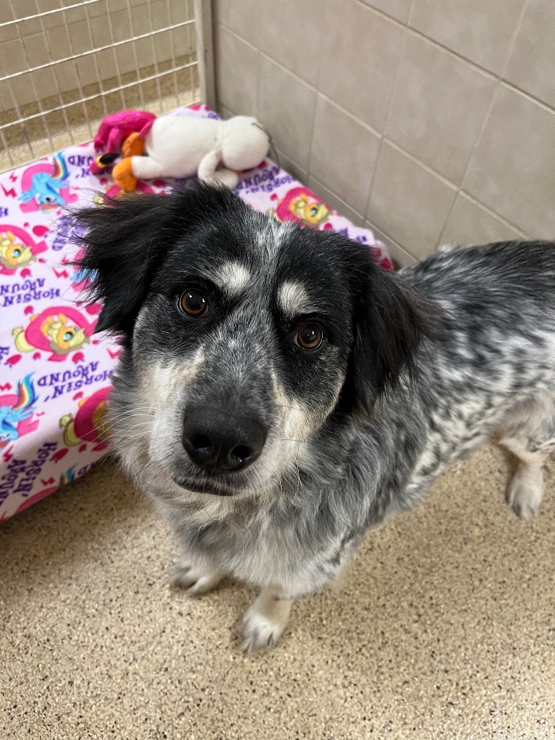 Charlie, Adoptable, Senior Male Australian Cattle Dog / Blue Heeler.