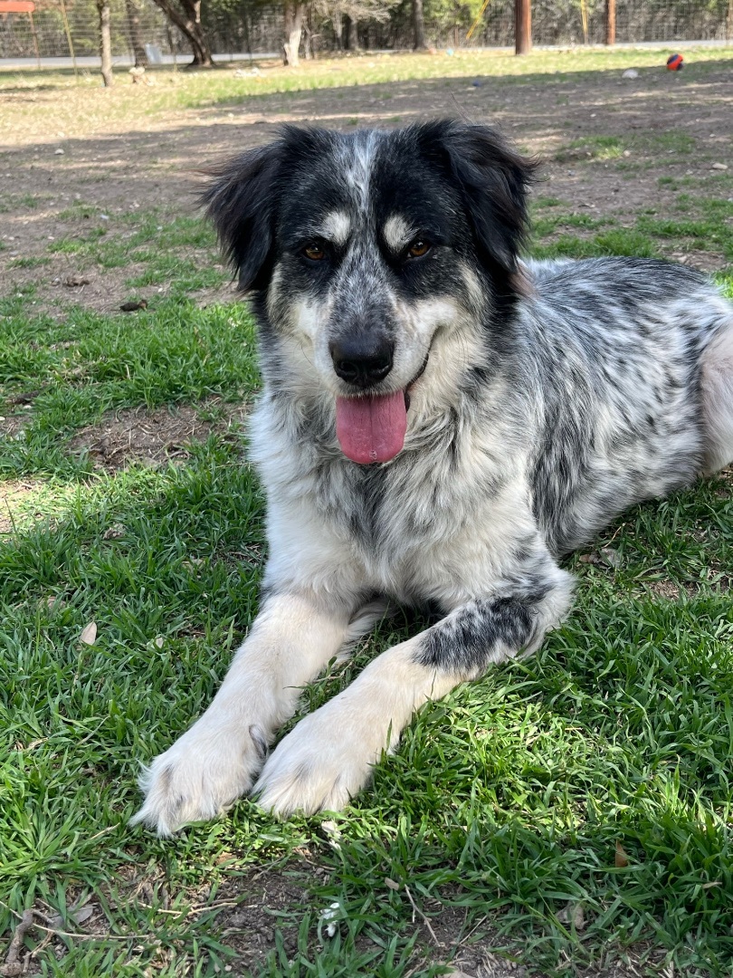 Enlarge Charlie, a Adoptable mixed breed in Kerrville, TX image 2/2
