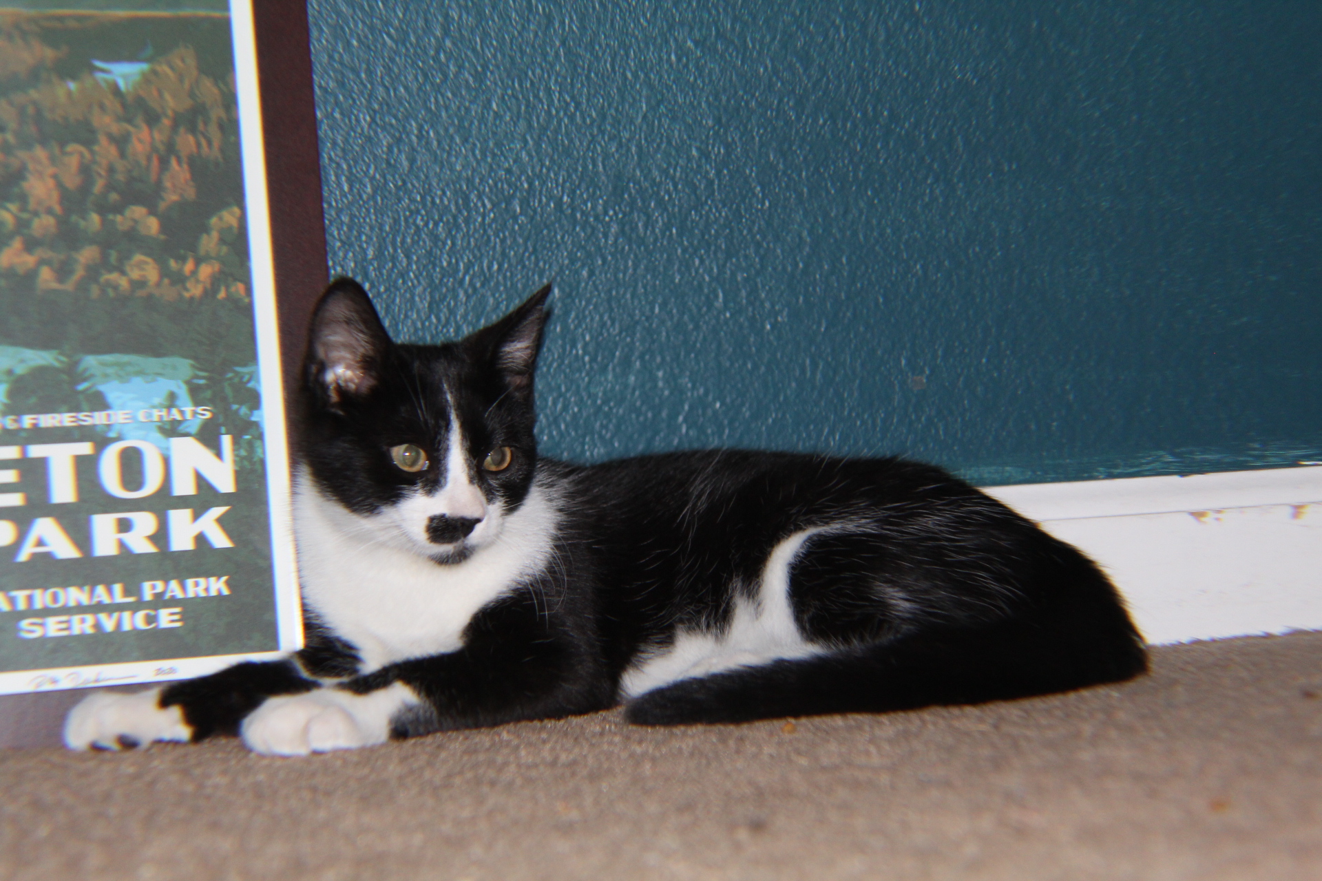 Enlarge Ace, a Adopted Domestic Short Hair in Hollister, CA image 1/3