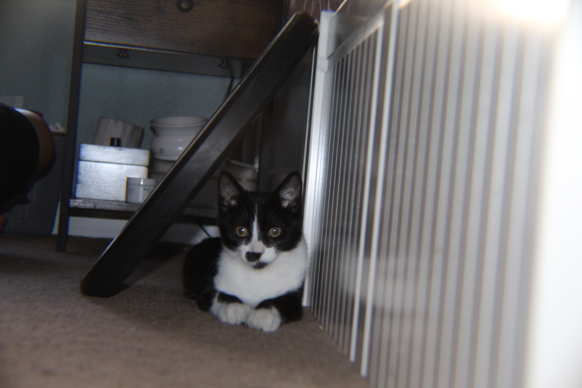 Enlarge Ace, a Adopted Domestic Short Hair in Hollister, CA image 2/3