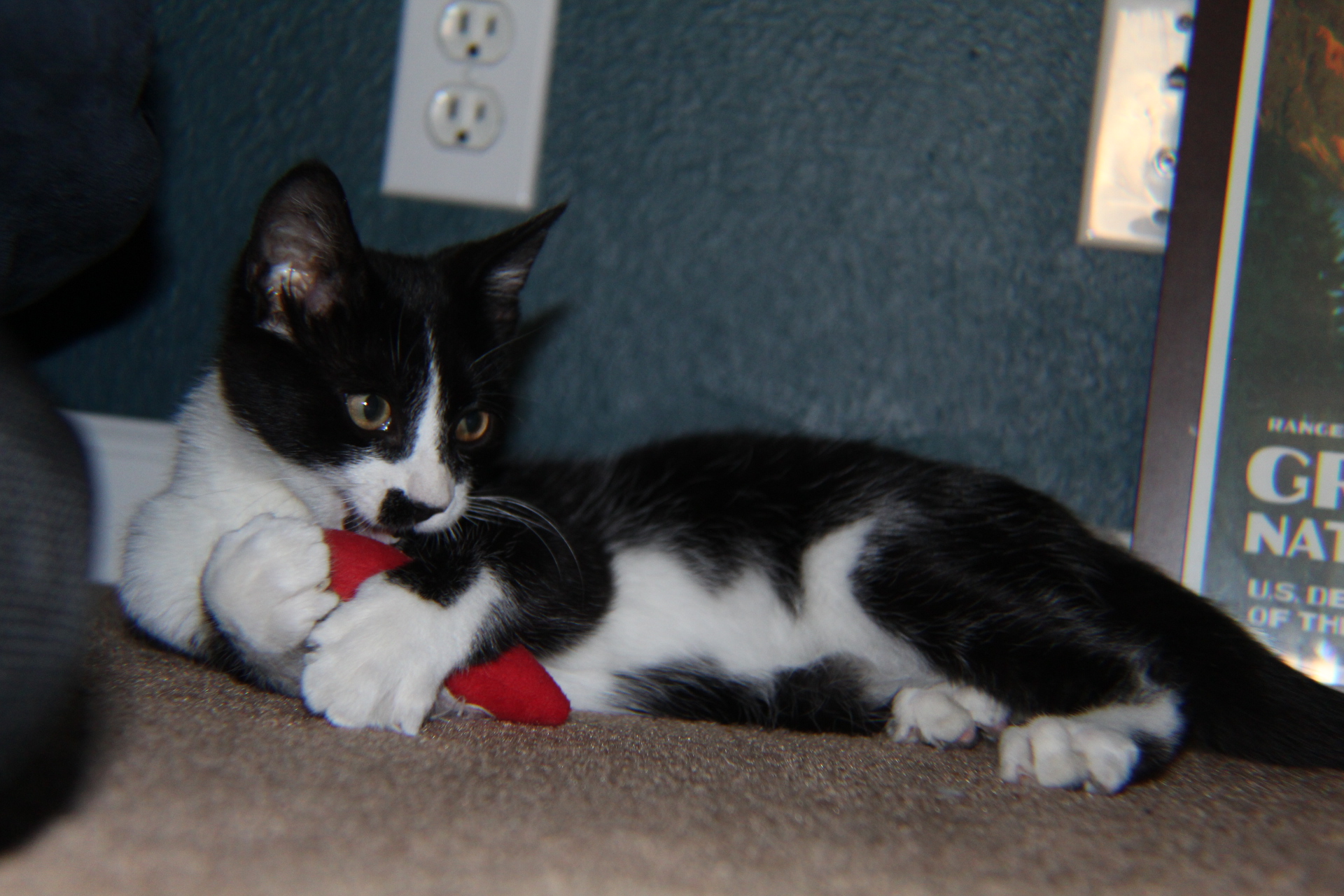 Enlarge Ace, a Adopted Domestic Short Hair in Hollister, CA image 3/3
