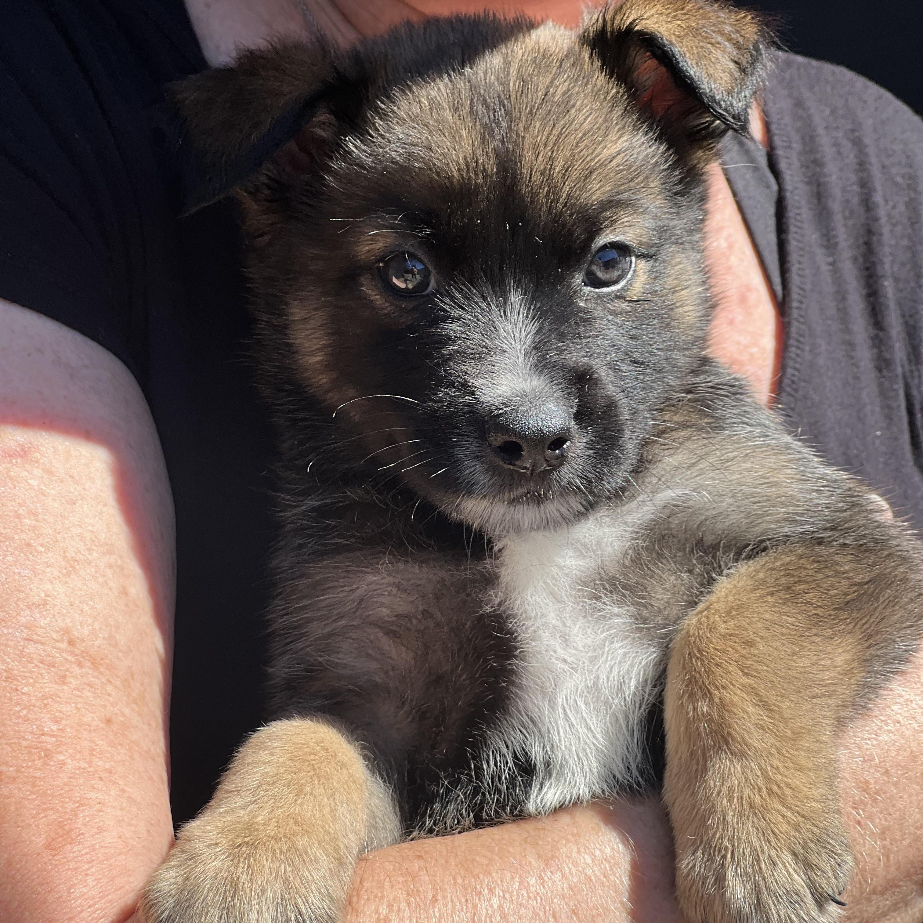 Enlarge Sprout~ Havanese mix sweetie, an adopted mixed breed in Irvine, CA image 2/5