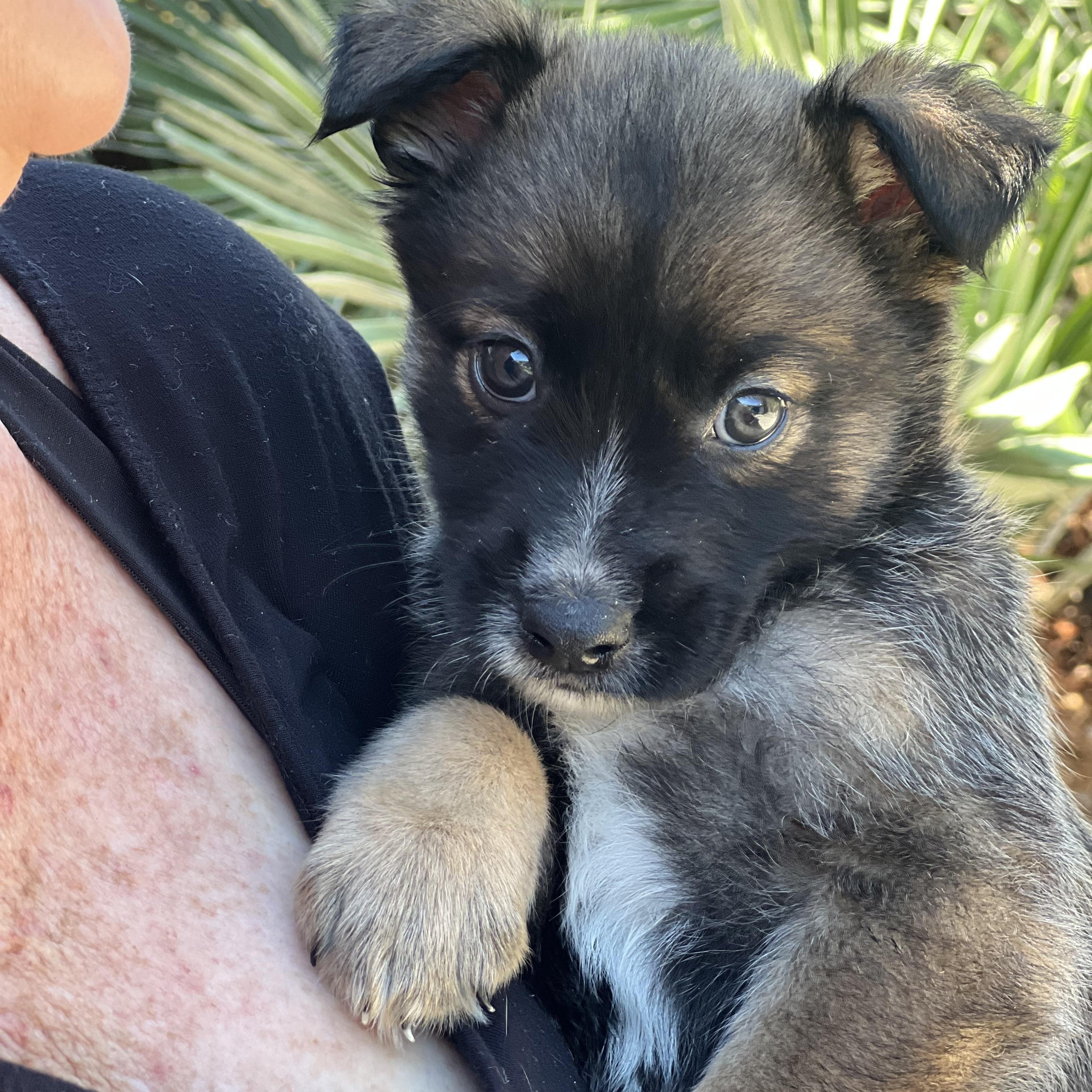 Sprout~ Havanese mix sweetie, adopted, Puppy Male Havanese.