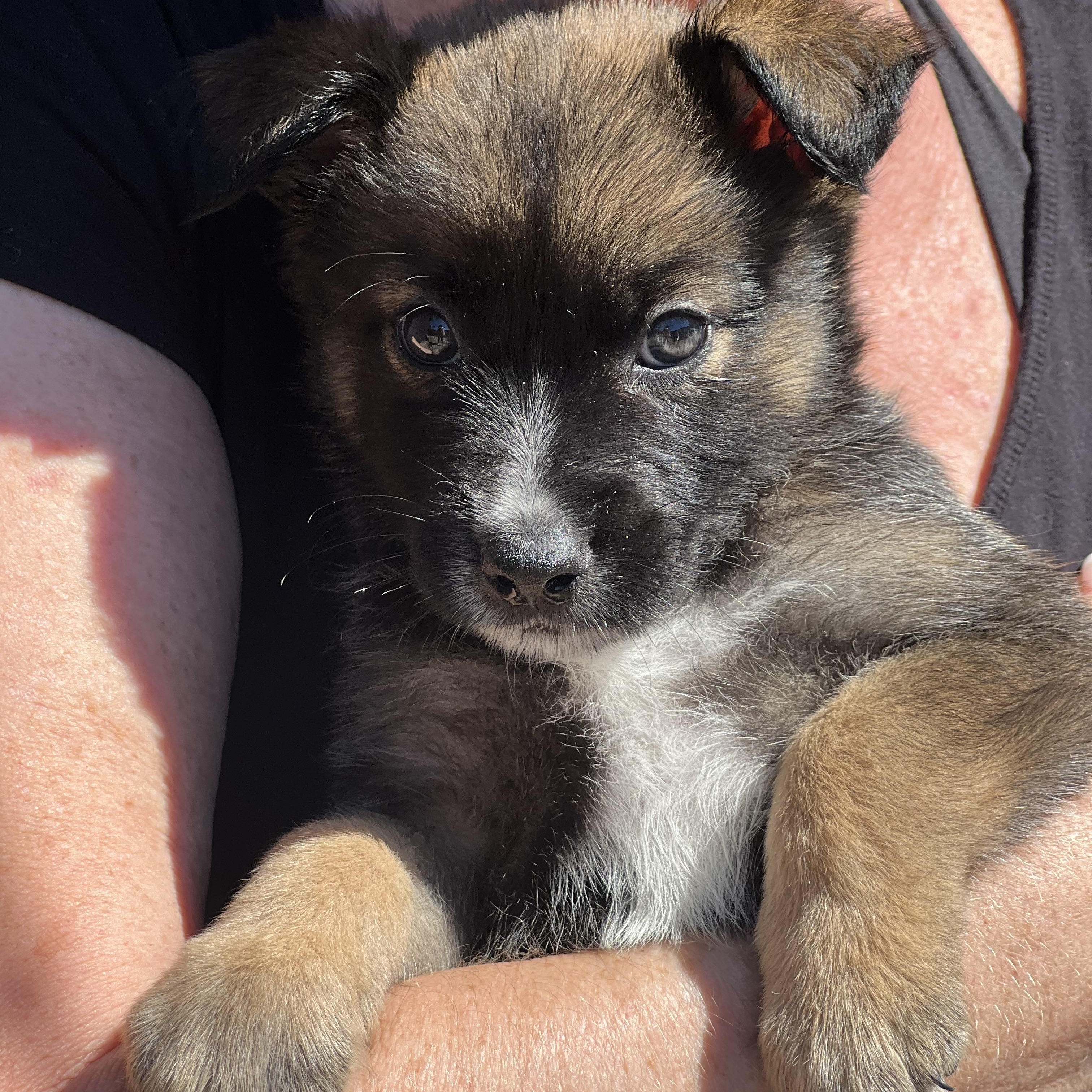 Enlarge Sprout~ Havanese mix sweetie, an adopted mixed breed in Irvine, CA image 4/5