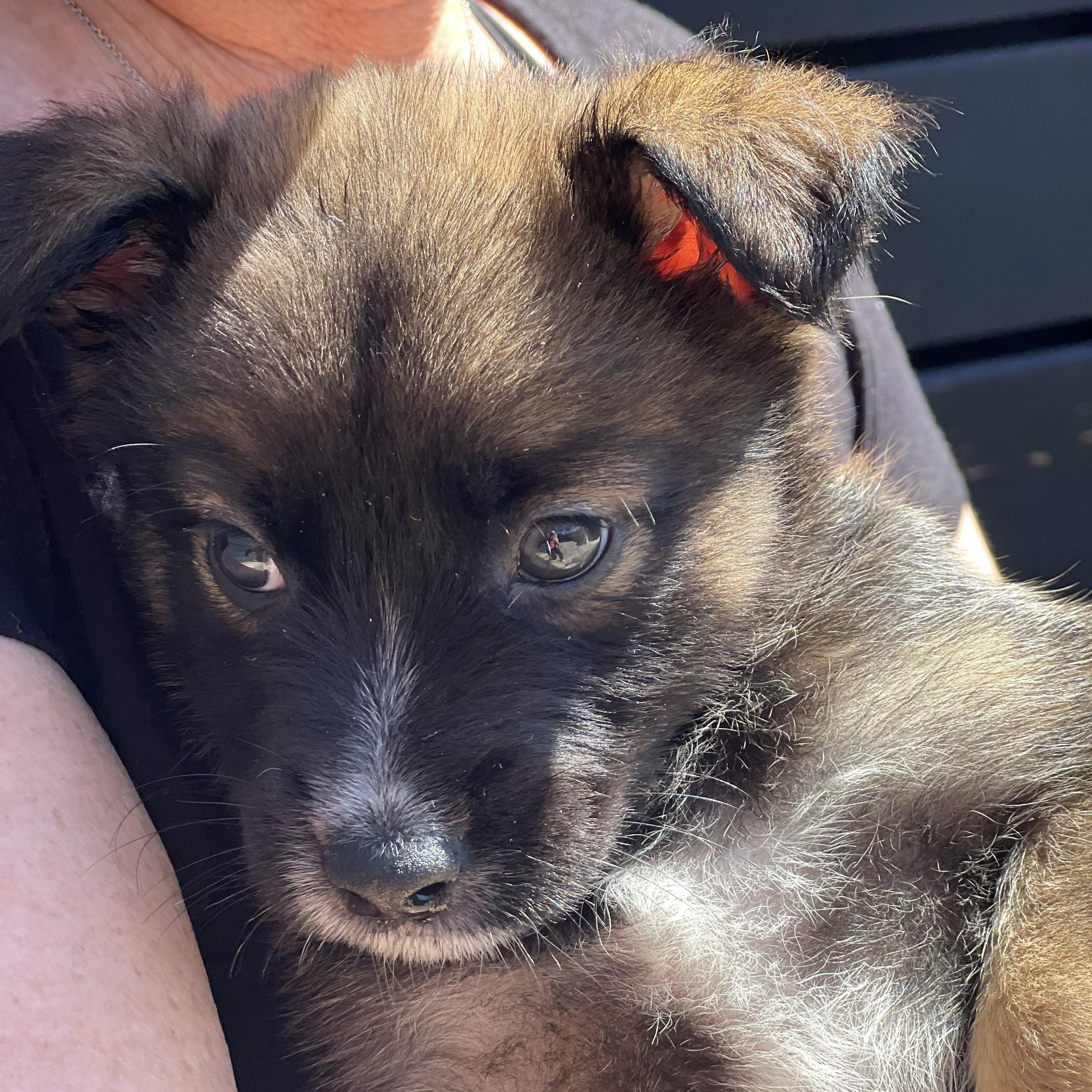 Enlarge Sprout~ Havanese mix sweetie, an adopted mixed breed in Irvine, CA image 3/5