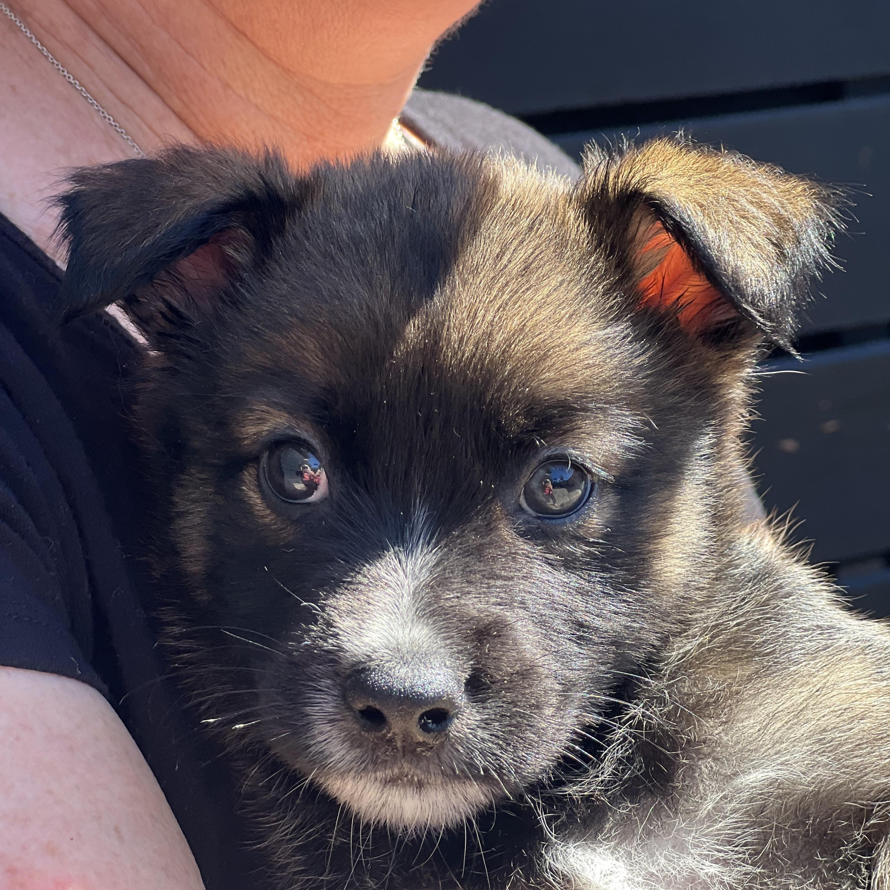 Enlarge Sprout~ Havanese mix sweetie, an adopted mixed breed in Irvine, CA image 5/5