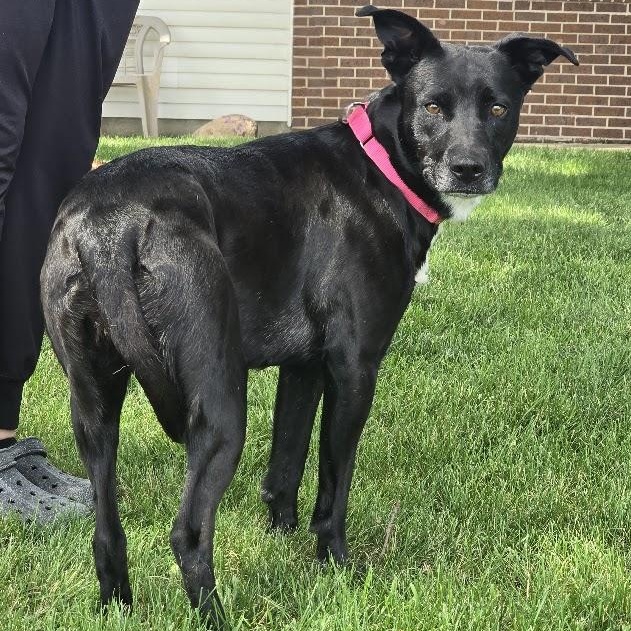 Roxy, Adoptable, Adult Female Mixed Breed.