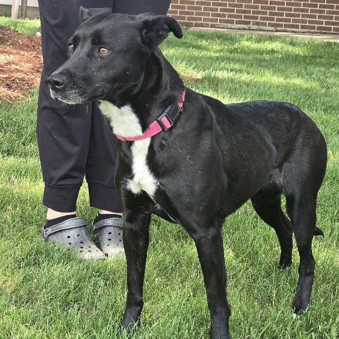 Enlarge Roxy, a Adoptable Mixed Breed in Waterloo, IA image 2/2