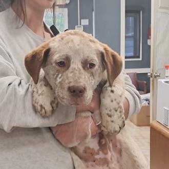 Enlarge Mr. Bingley, a ADOPTABLE Cattle Dog in Hollister, MO image 3/3