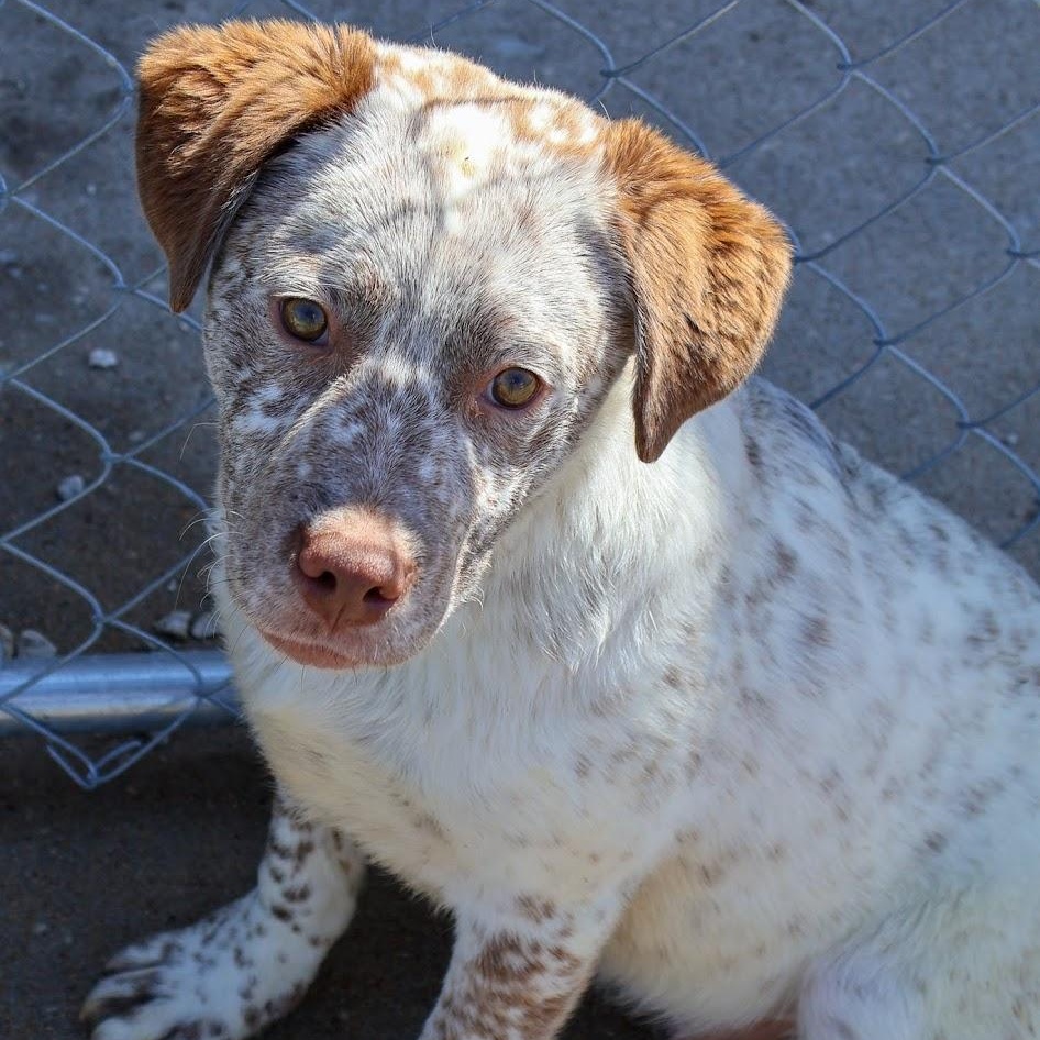 Enlarge Mr. Bingley, a ADOPTABLE Cattle Dog in Hollister, MO image 2/3
