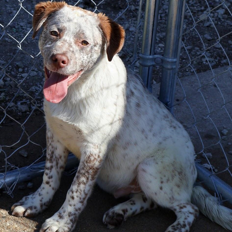 Enlarge Mr. Bingley, a ADOPTABLE Cattle Dog in Hollister, MO image 1/3