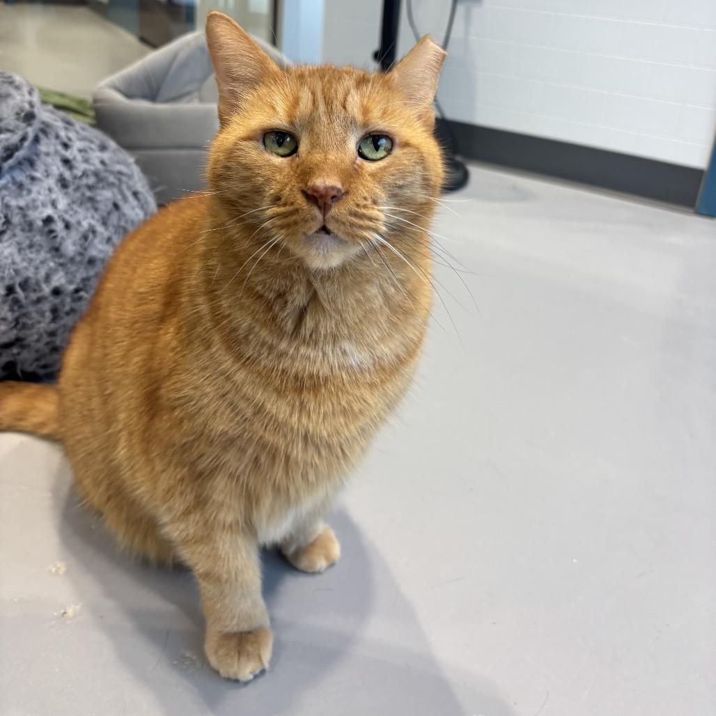 Morris, a Adoptable Domestic Short Hair in Mooresville, NC image 1/4