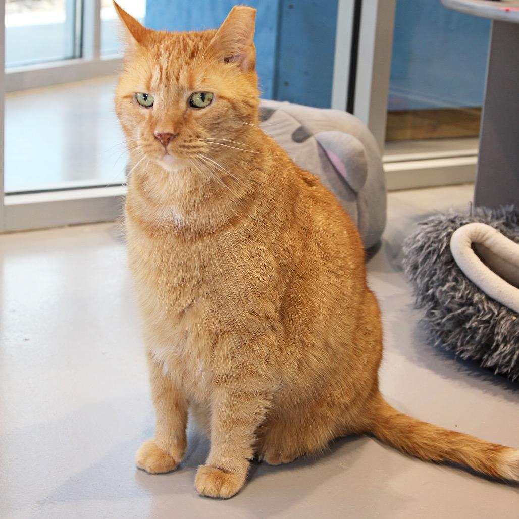 Morris, a Adoptable Domestic Short Hair in Mooresville, NC image 2/4