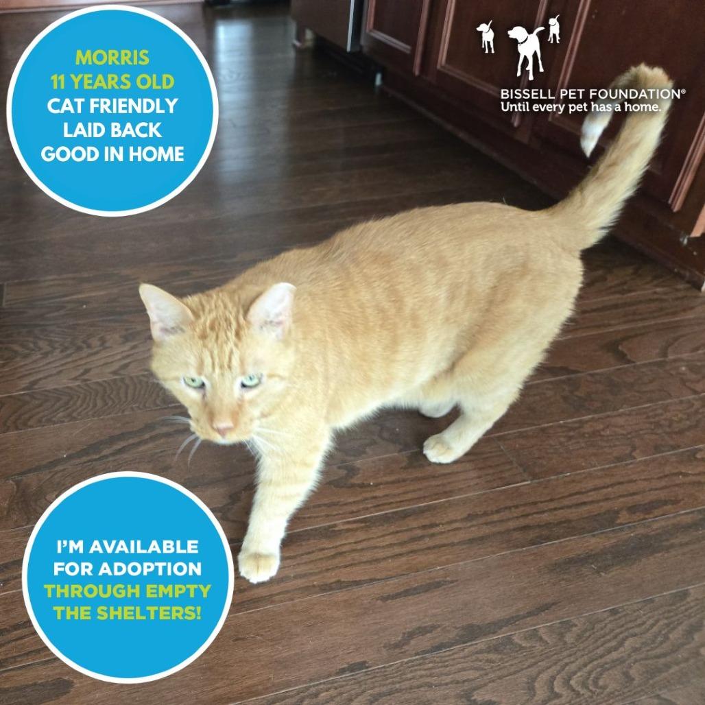 Morris, a Adoptable Domestic Short Hair in Mooresville, NC image 3/4