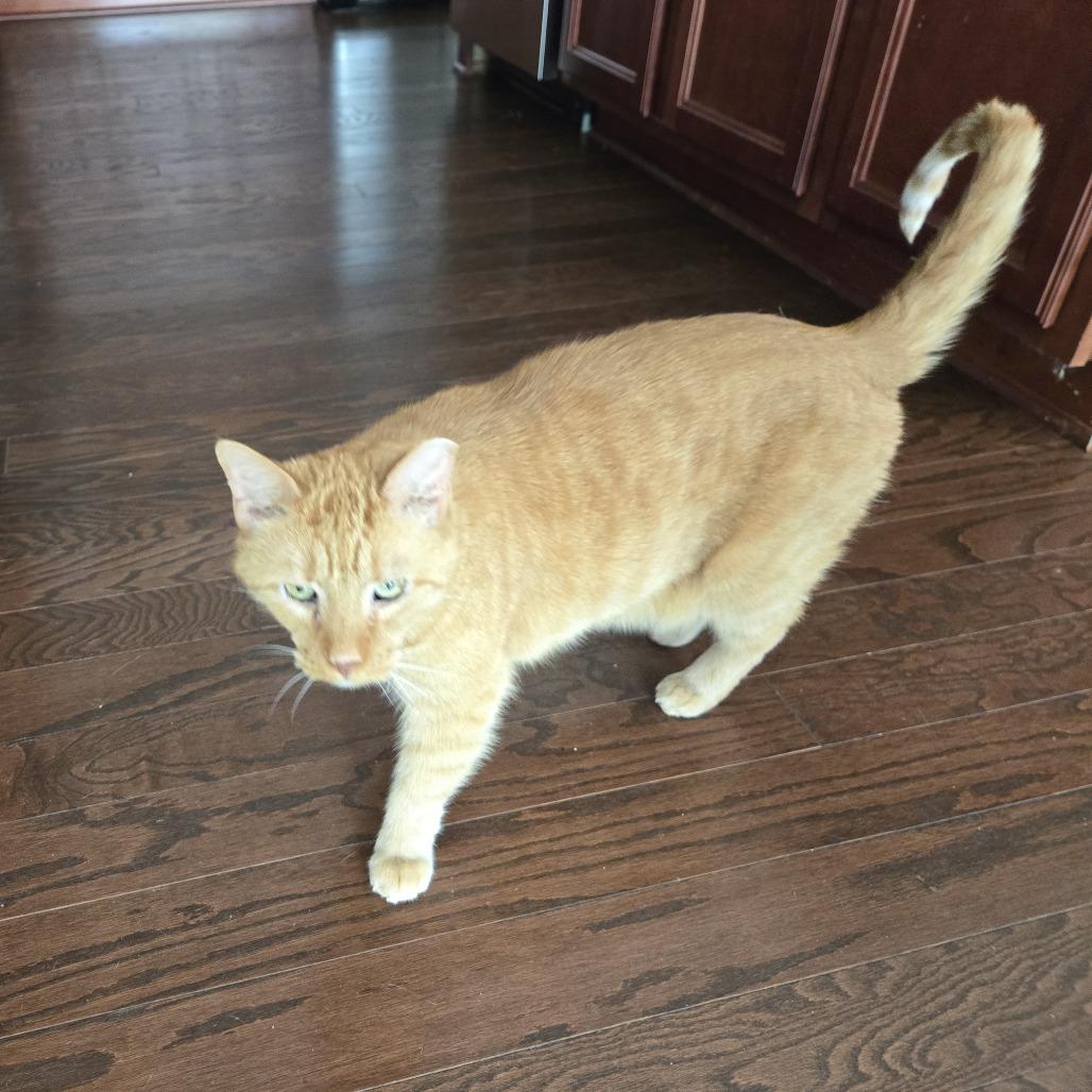 Morris, a Adoptable Domestic Short Hair in Mooresville, NC image 4/4