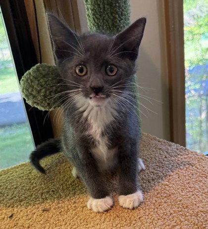 Enlarge Ducky, a Adoptable Domestic Short Hair in Midland, VA image 1/1