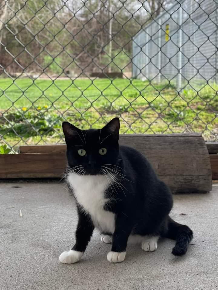 Taylor, Adoptable, Adult Female Domestic Short Hair.