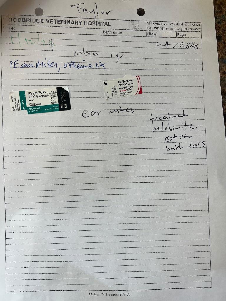 Enlarge Taylor, a Adoptable mixed breed in Meriden, CT image 3/3