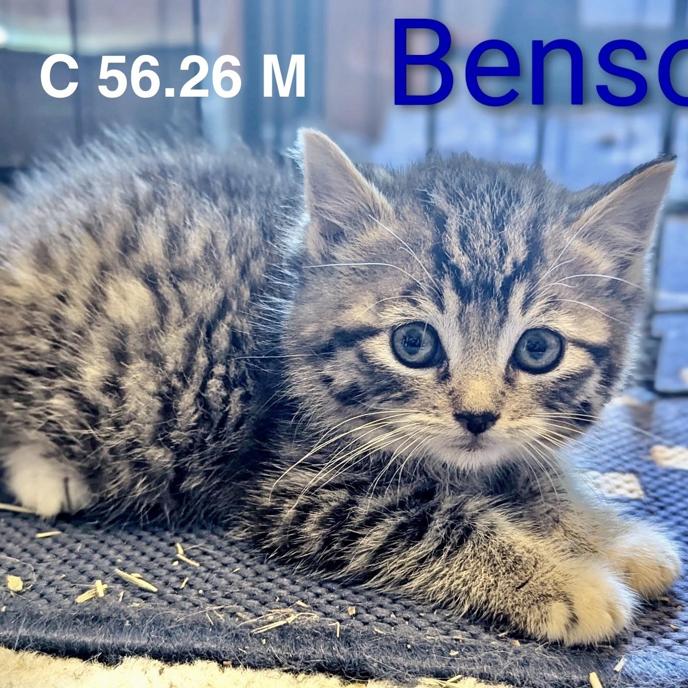 Enlarge Foster Benson, a Adoptable mixed breed in Batavia, NY image 1/1