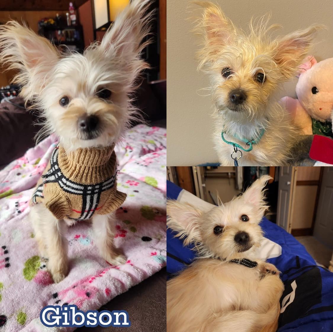 Gibson, Adoptable, Puppy Male Yorkshire Terrier & Poodle.