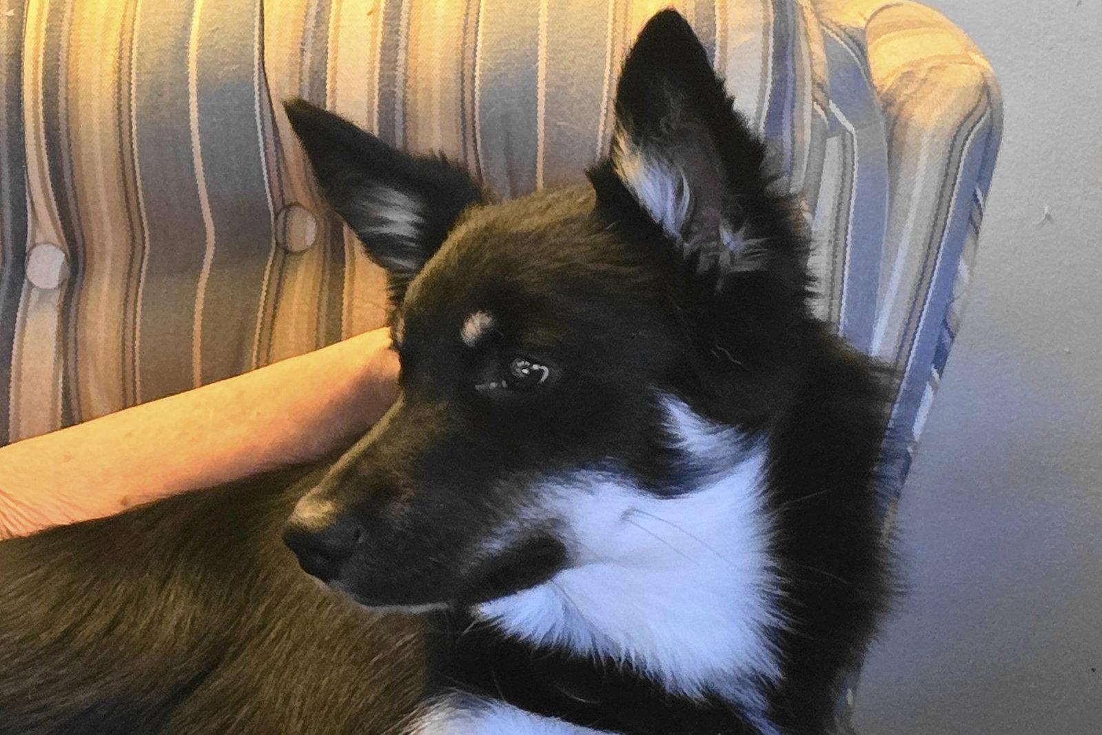 Danny, Adoptable, Young Male Shepherd.