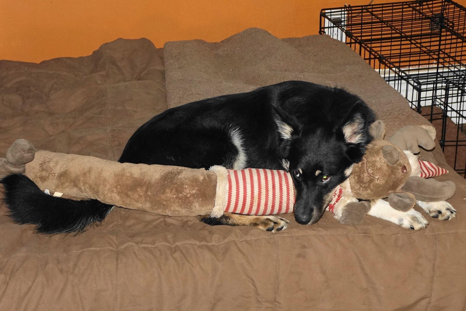 Danny, a Adoptable Shepherd in Doylestown, PA image 2/3