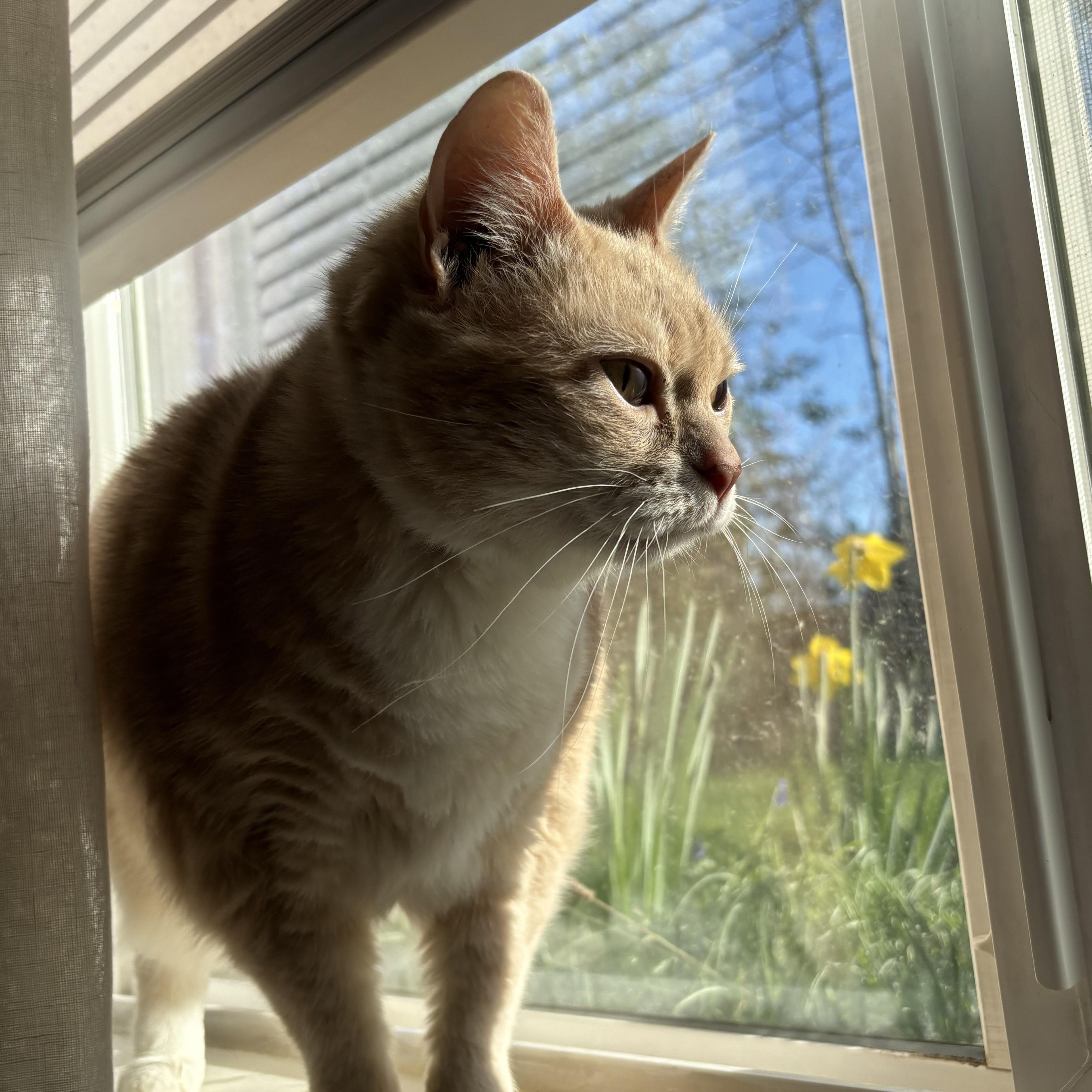 Phoebe — thumbnail 2