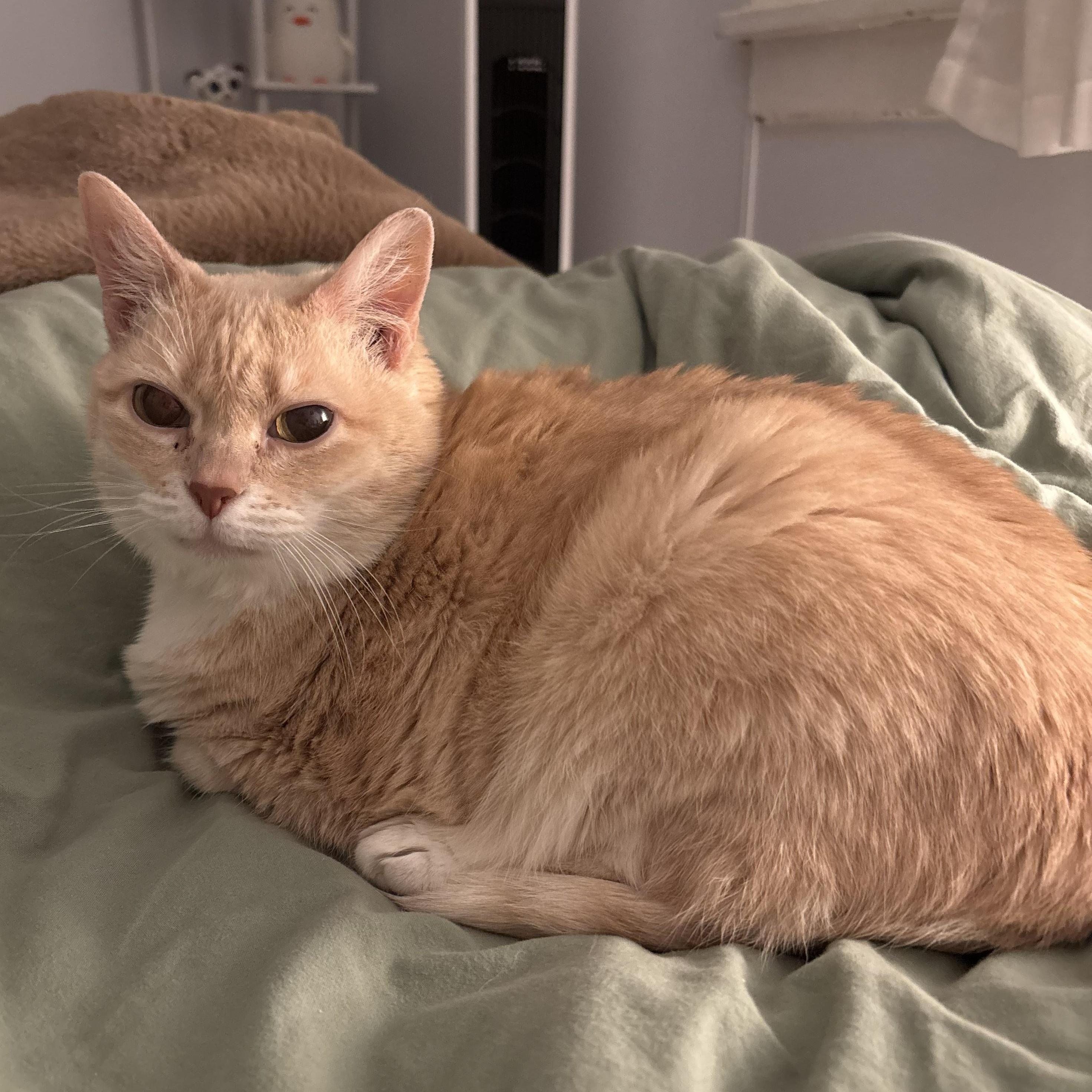 Phoebe — thumbnail 3