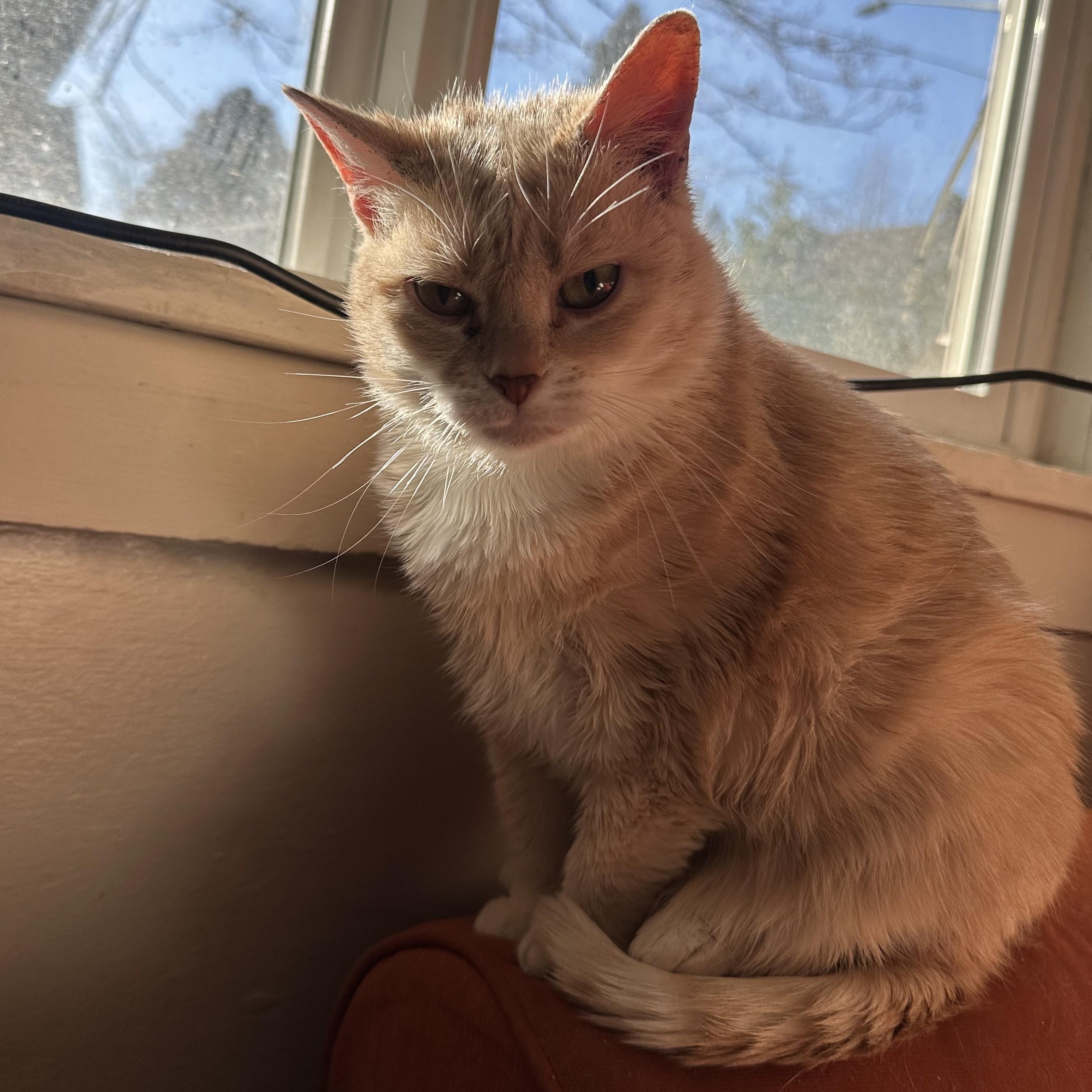 Phoebe — thumbnail 4