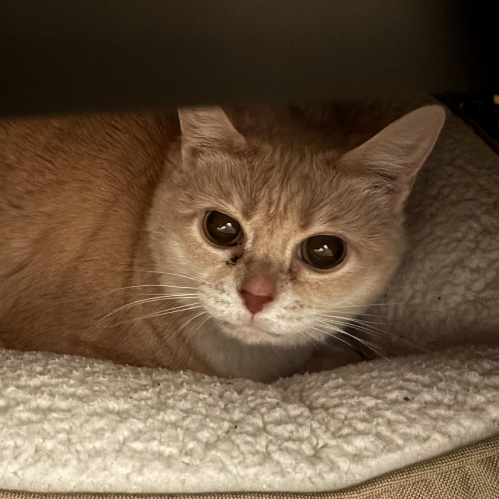 Phoebe — thumbnail 5