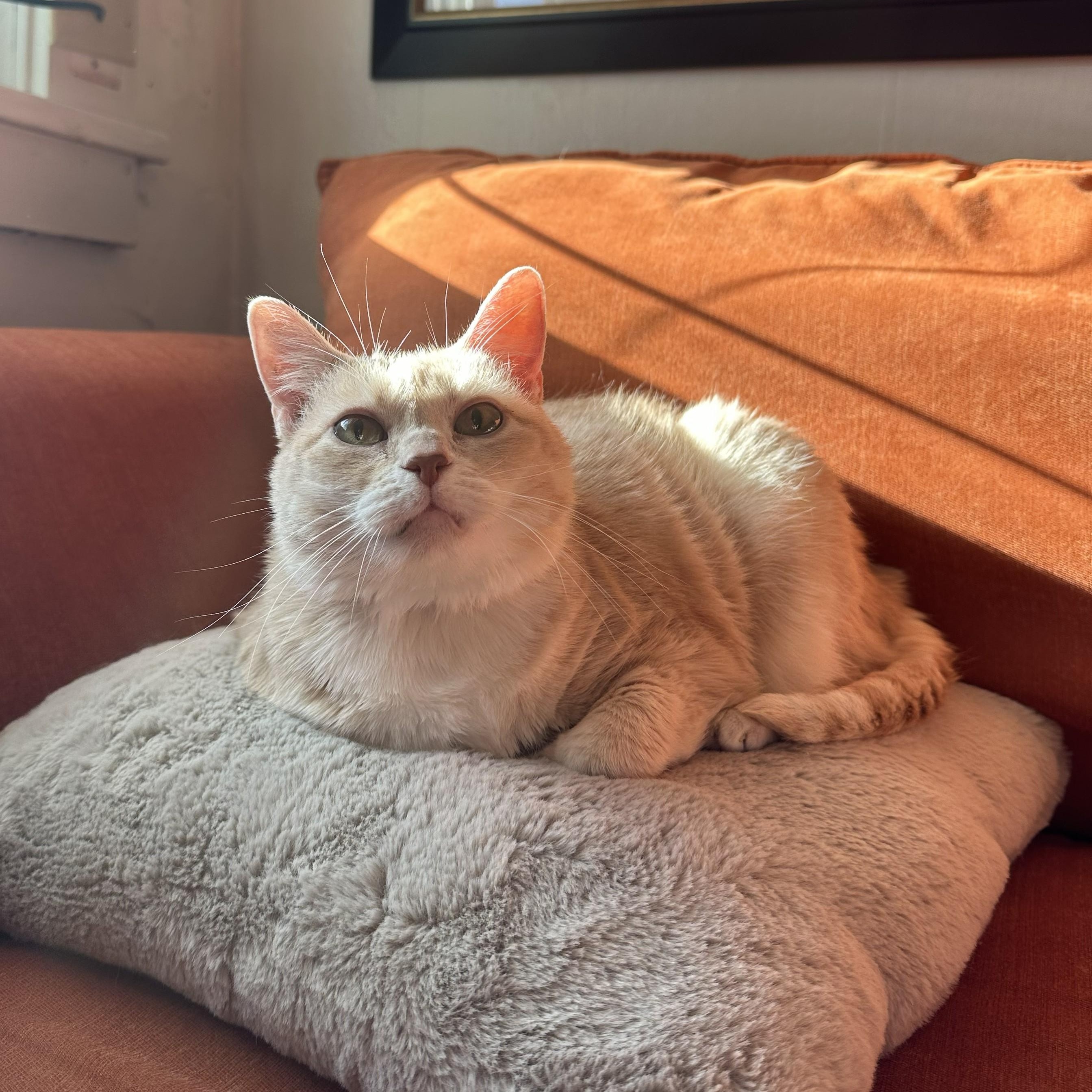 Phoebe, adoptable, Adult Female Domestic Short Hair.