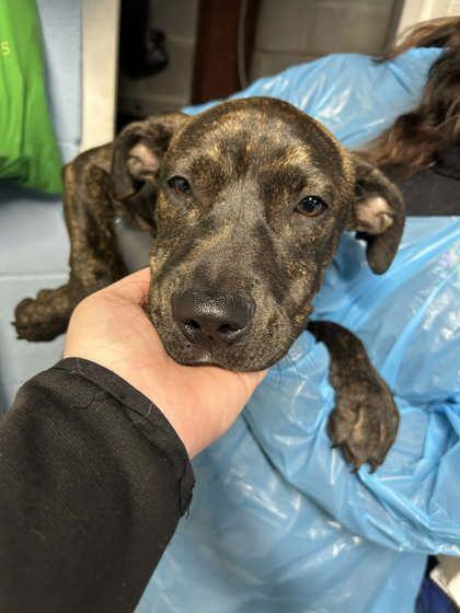 Bongo, Adoptable, Puppy Male Mountain Cur & Labrador Retriever.