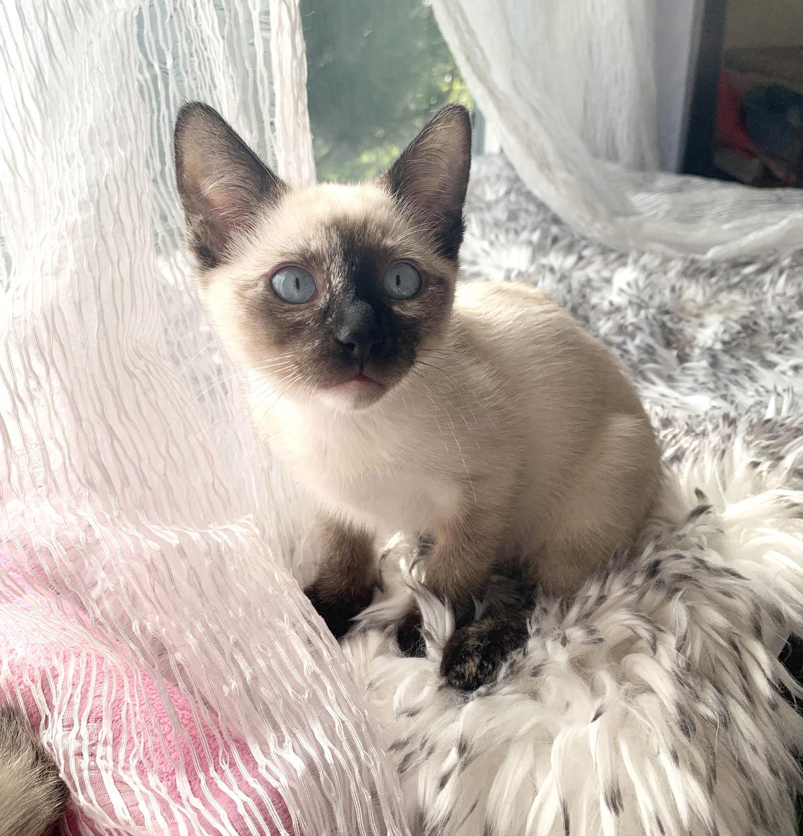 Maisy, Adoptable, Kitten Female Siamese & Tortoiseshell.