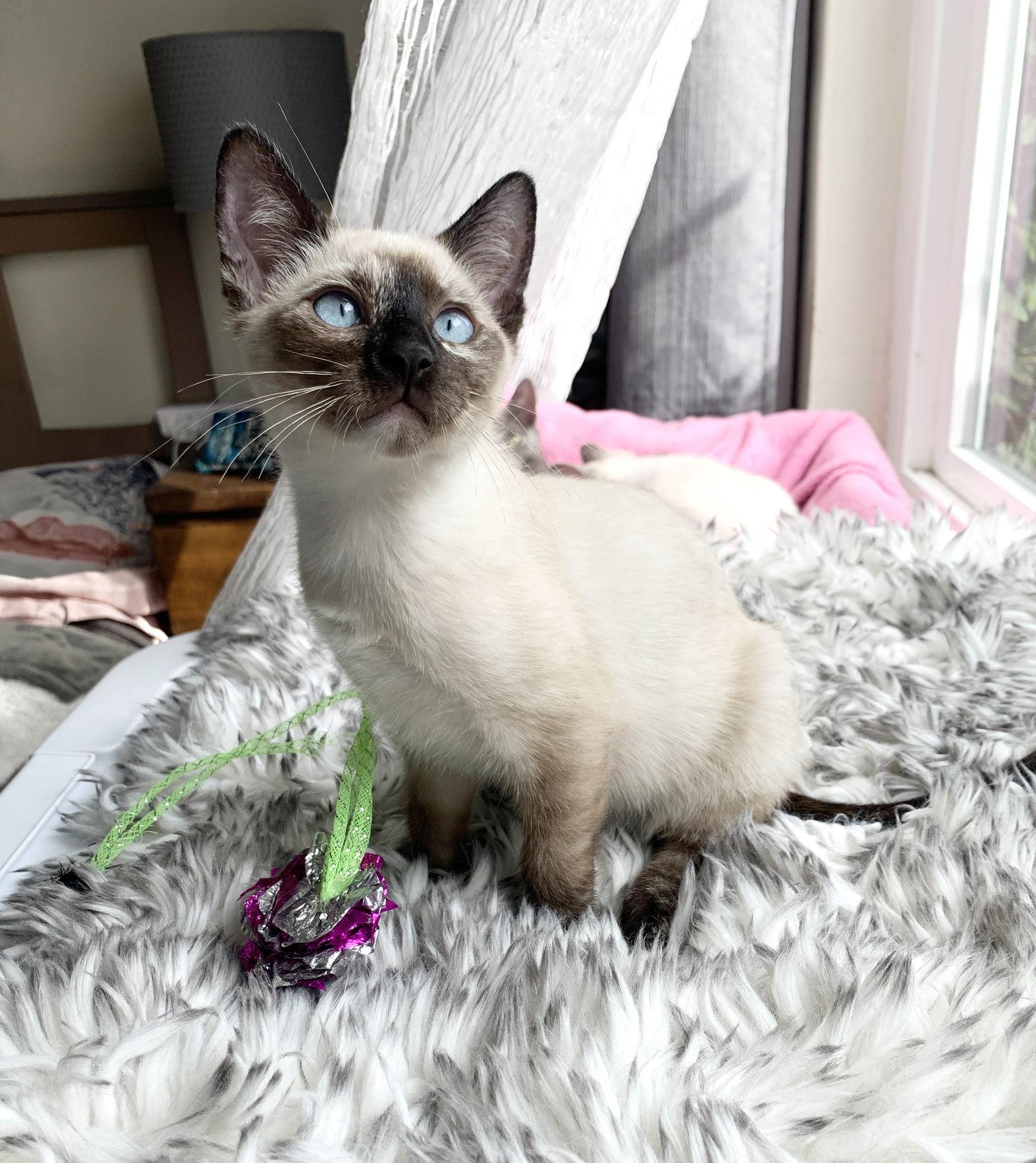 Enlarge Maisy, a Adoptable mixed breed in Alameda, CA image 2/3