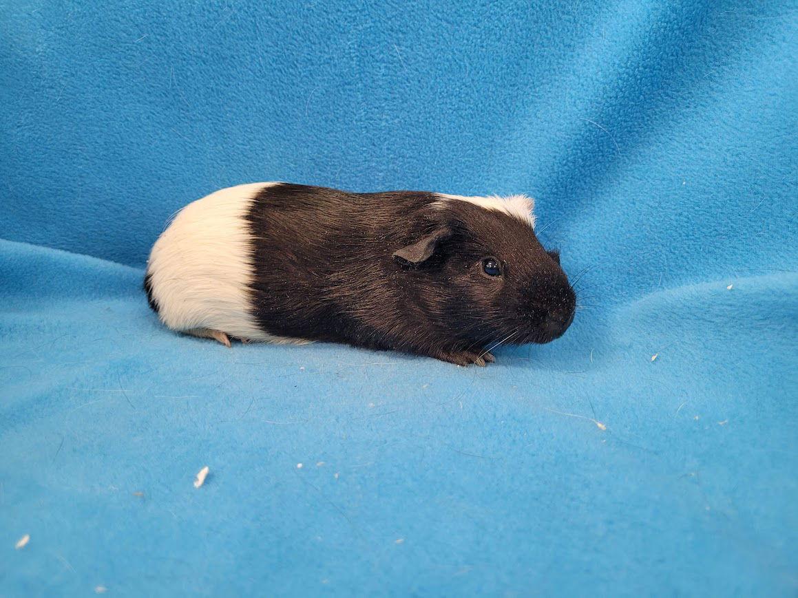 Mario & Tiger Lily, Adoptable, Adult Male Guinea Pig.