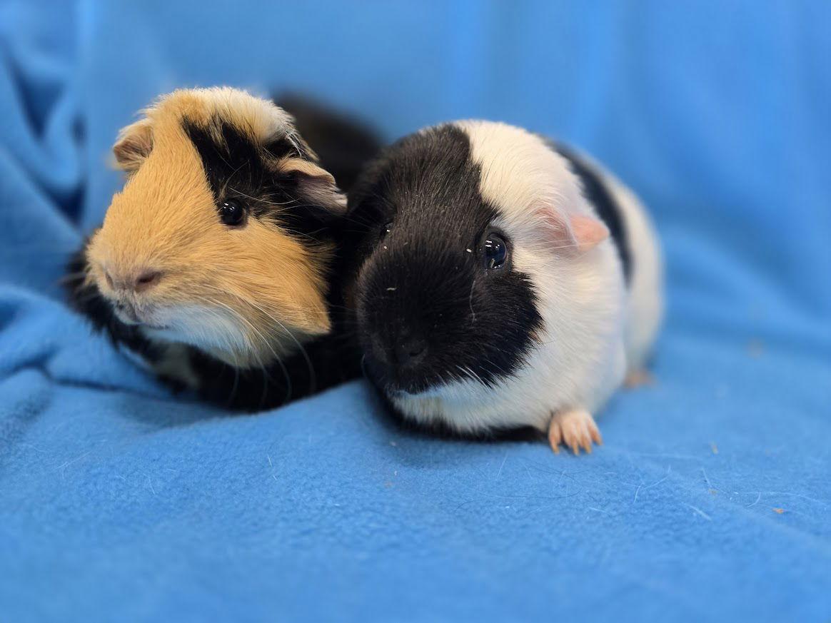 Enlarge Mario & Tiger Lily, a Adoptable Guinea Pig in Baton Rouge, LA image 2/3