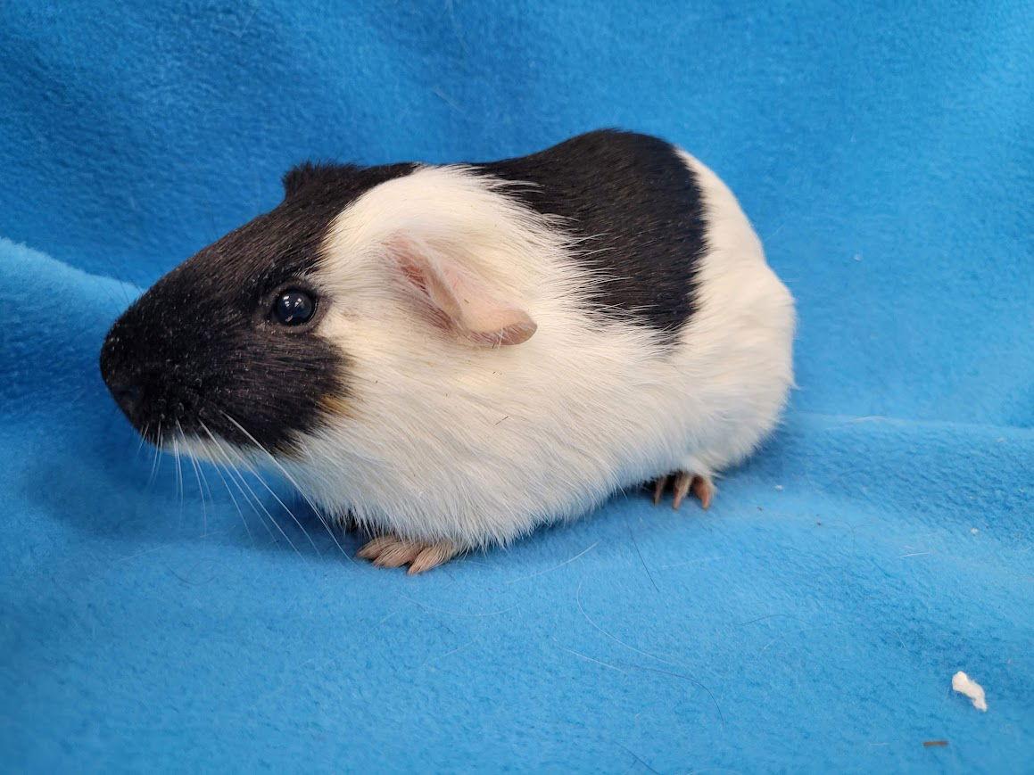 Enlarge Mario & Tiger Lily, a Adoptable Guinea Pig in Baton Rouge, LA image 3/3