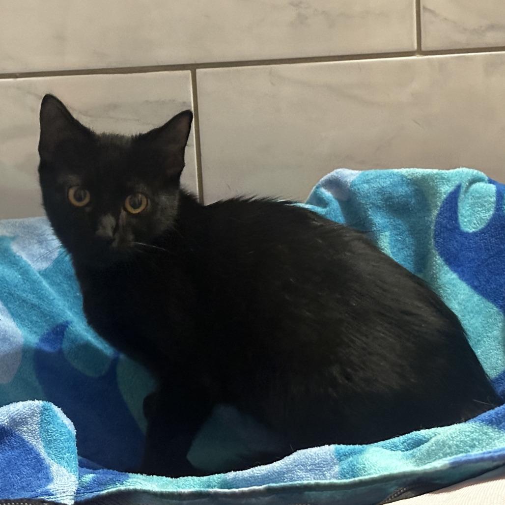 Enlarge Beatle, a Adoptable Domestic Short Hair in Ventura, CA image 1/1
