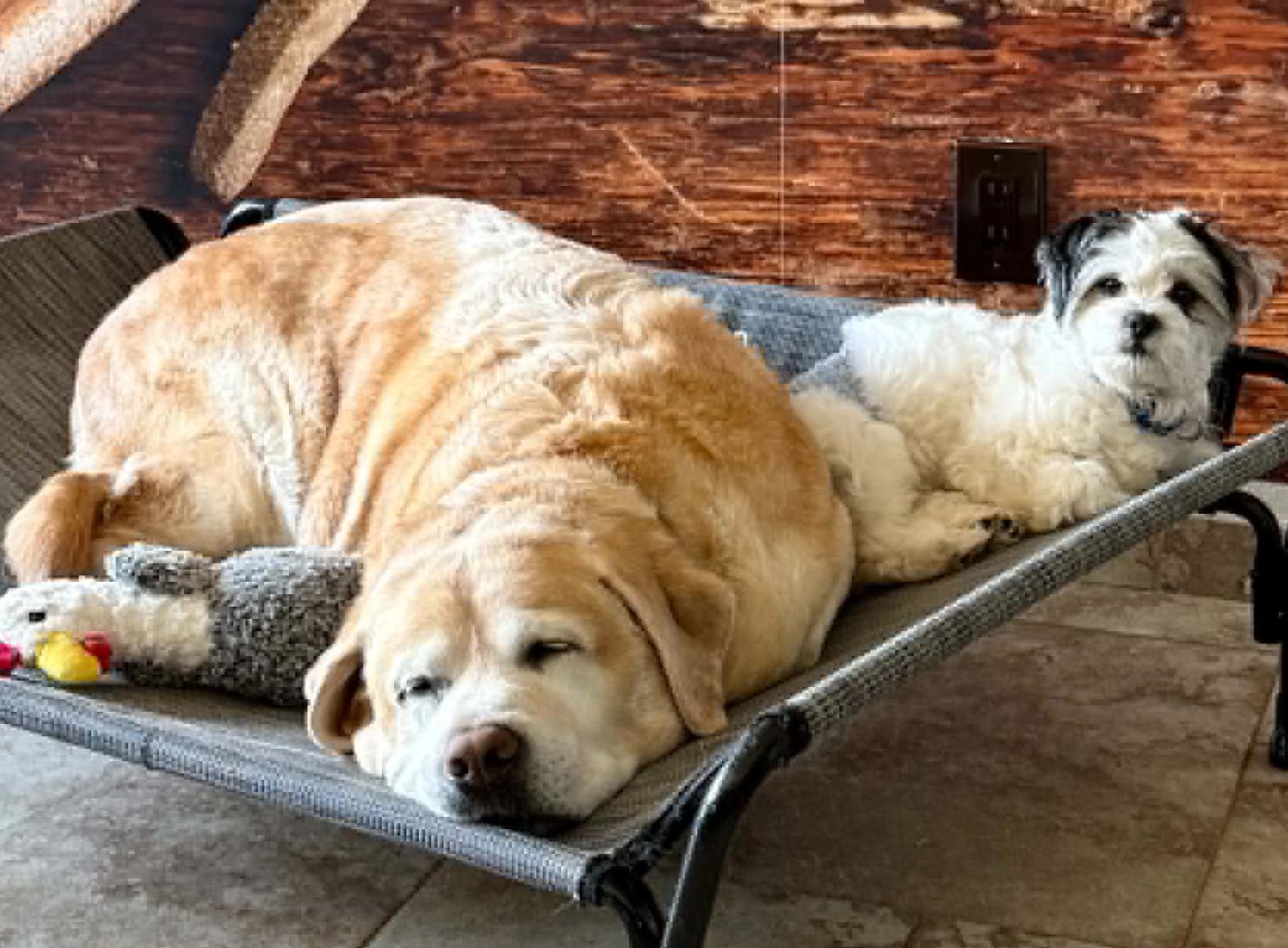 Enlarge Henri, an adopted mixed breed in Silvana, WA image 5/5