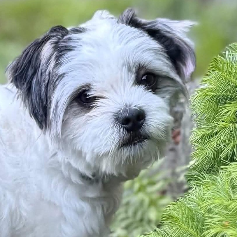 Enlarge Henri, an adopted mixed breed in Silvana, WA image 1/5