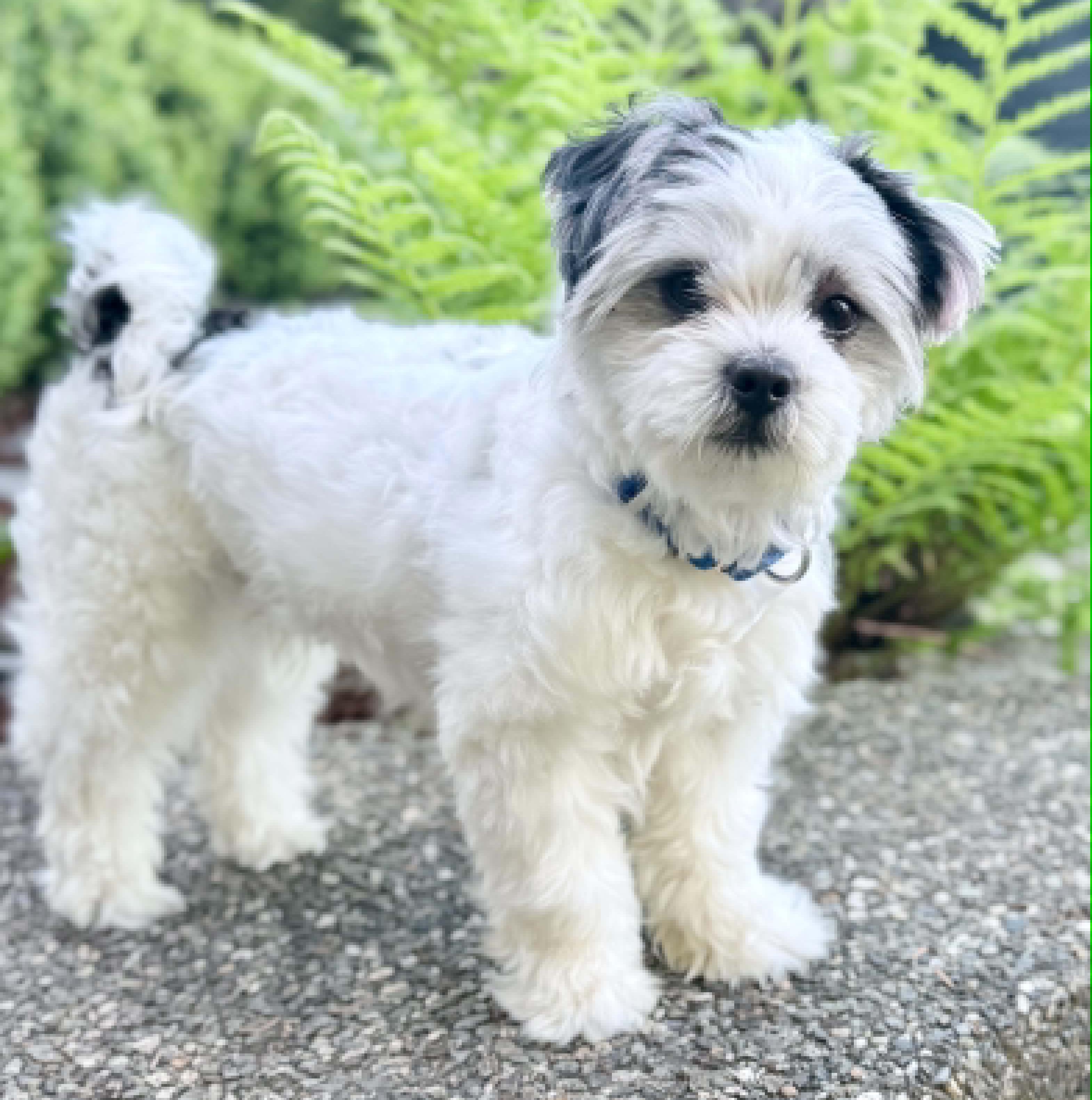 Enlarge Henri, an adopted mixed breed in Silvana, WA image 2/5