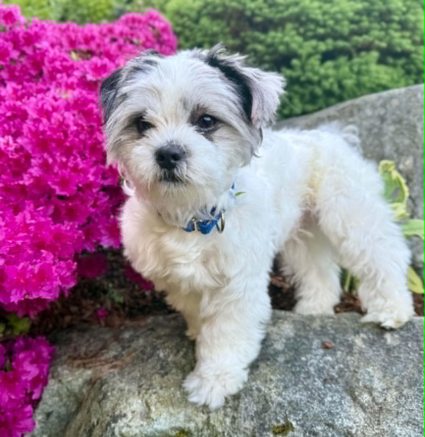 Enlarge Henri, an adopted mixed breed in Silvana, WA image 3/5