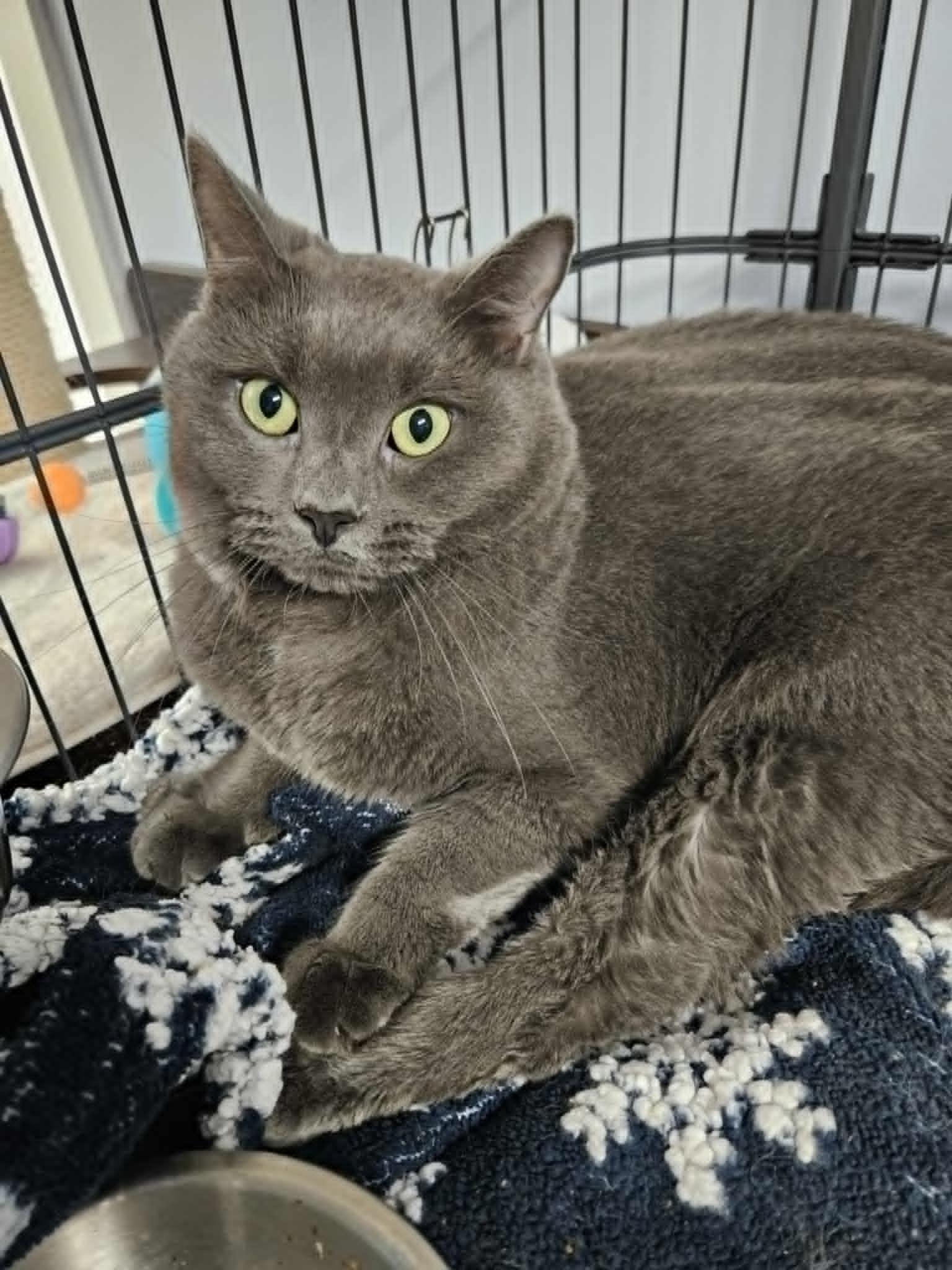 Popeye, Adult Male Domestic Short Hair