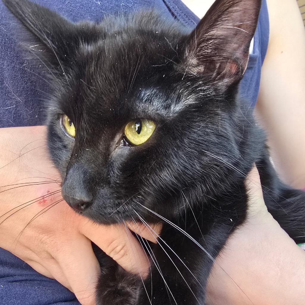 Maddox, Adoptable, Young Male Domestic Short Hair.