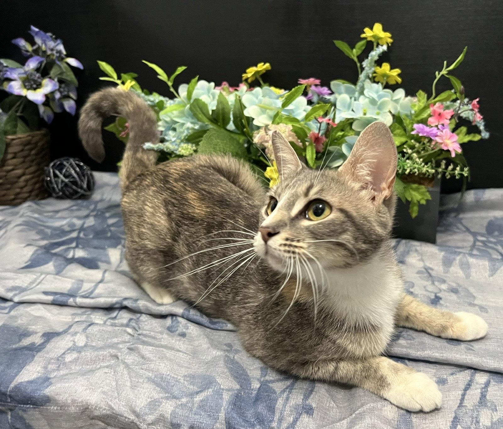 Rachel, Adoptable, Young Female Dilute Calico & Domestic Short Hair.