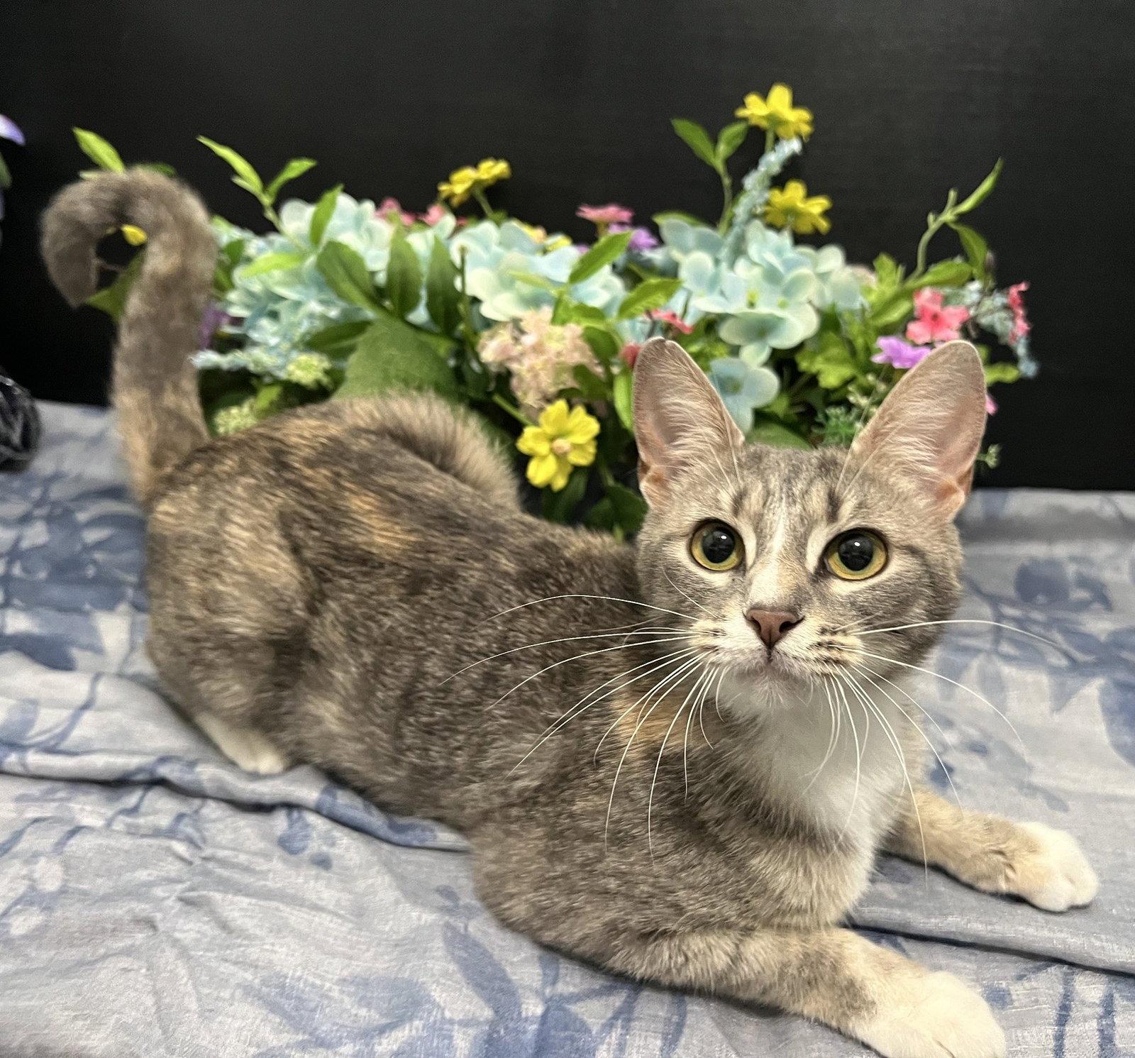 Rachel, a Adoptable mixed breed in Fayetteville, GA image 2/3