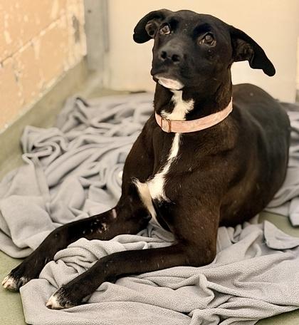 Enlarge Carl, a Adoptable mixed breed in Cincinnati, OH image 3/3