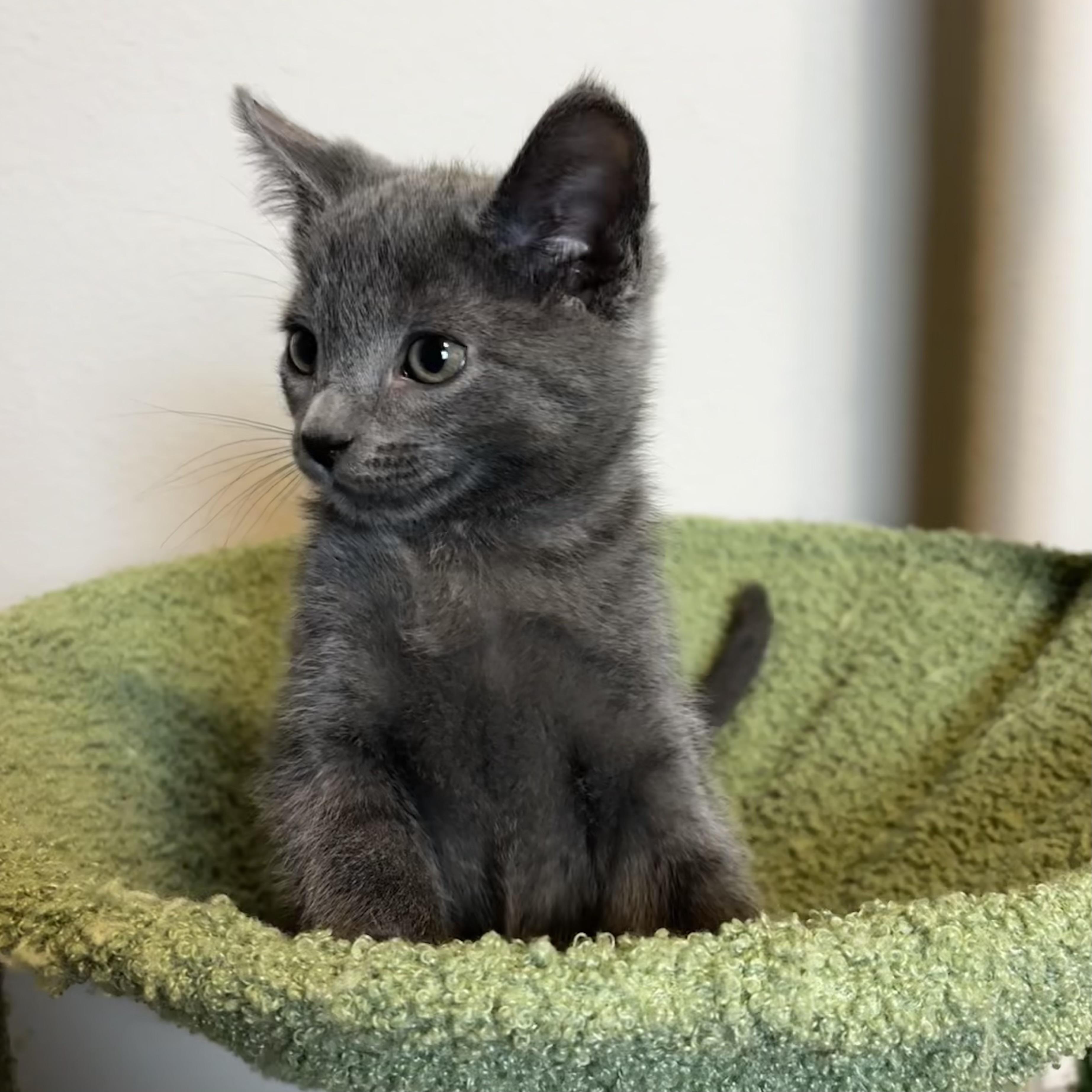Enlarge Poreini, a ADOPTABLE Russian Blue in Bentonville, AR image 2/2