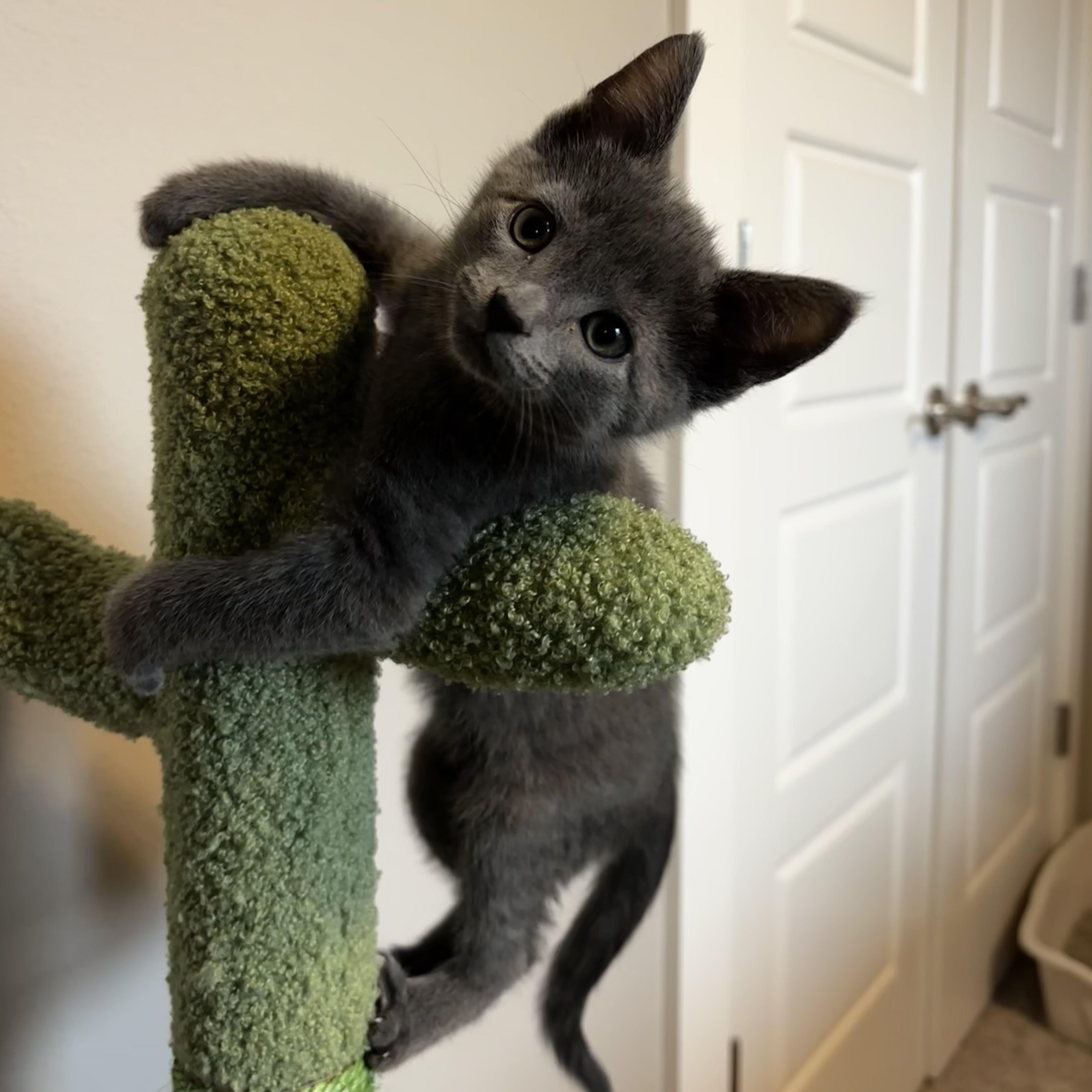 Enlarge Poreini, a ADOPTABLE Russian Blue in Bentonville, AR image 1/2